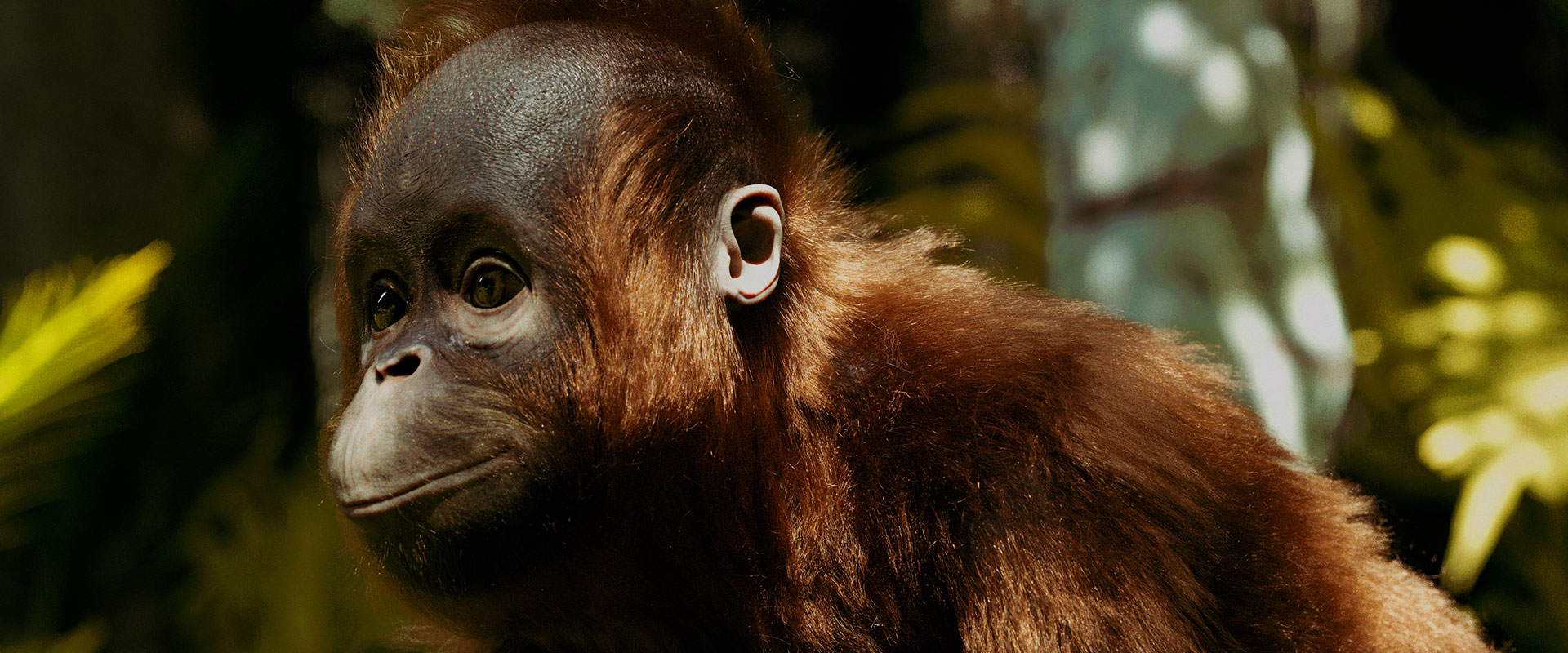 © Preetham Raj Rapeti © Preetham Raj Rapeti