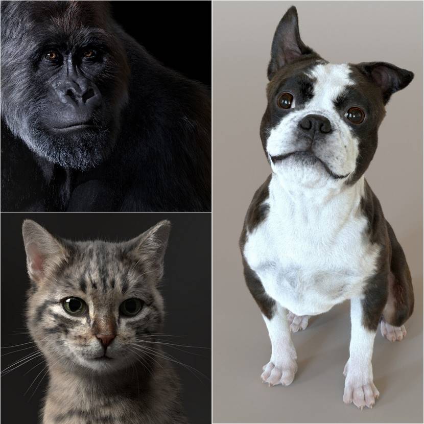 Hyperrealism - 3D animals creation by Dajeong Park Hyperrealism - 3D animals creation by Dajeong Park