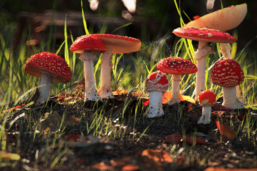 Natural Environment | 'Stumps, Mushrooms and Funghi' | Dan Woje Natural Environment | 'Stumps, Mushrooms and Funghi' | Dan Woje